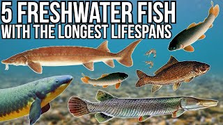 5 Freshwater Fish With The Longest Lifespans [upl. by Inimod]