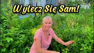 6 Ważnych Ziół Leczniczych Na Działkę 🌿 [upl. by Yhotmit]