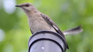 Mockingbird alarm  distress  warning call sound [upl. by Conant]