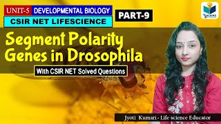 SEGMENT POLARITY GENE LESSON 2DEVELOPMENTAL BIOLOGY OF DROSOPHILA PART9 CSIR NET DEV BIO [upl. by Gean929]