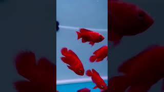 Exotic Fire Red Oscar Fish Aquariumfishindiacom oscarfish oscarfishlover tropicalfish cichlid [upl. by Yejus]