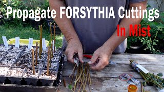 Propagate Forsythia Cuttings Under Mist [upl. by Janerich]