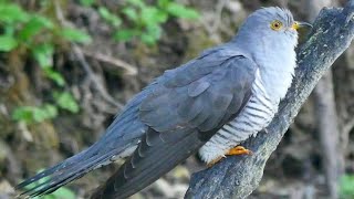 Cuculo  Cuckoo Cuculus canorus primi piani e canto [upl. by Mirak]