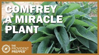 How to Propagate Grow and Use Comfrey [upl. by Joub]