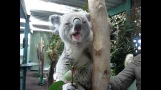 Koala bear eating eucalyptus branches and leaves  super cute [upl. by Oibaf168]