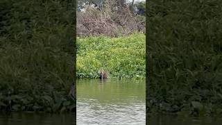 wildlife pantanal brazil jaguar [upl. by Tearle]