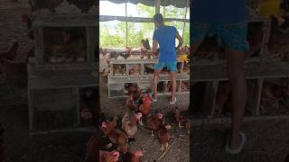 Golden hybrid egglaying hens hen shorts shortvideo [upl. by Duffy]