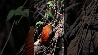 Chinchero chico  Narrowbilled Woodcreeper Lepidocolaptes angustirostris150600 G2 vc mod 1 [upl. by Sirref]