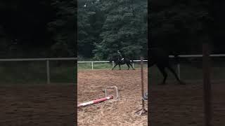 Strzałka 🔝 Filmy z jutrzejszej jazdy napewno się pojawią 🫶🩷 fypシ゚viral horsing equestrian [upl. by Troc842]