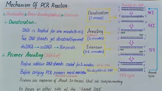 Polymerase chain reaction  PCR  class 12 [upl. by Siulesoj373]