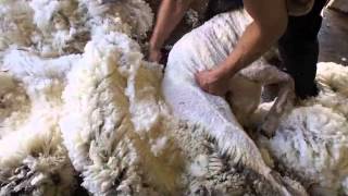 Merino sheep shearing Australia [upl. by Quigley]