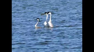 Western Grebe at Lake Osakis Mn [upl. by Yeloc]