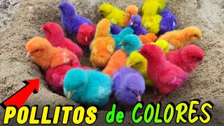 Descubre la Verdad Sobre los quotPOLLITOS de COLORESquot  Te Sorprenderás 😱🐣🐤 [upl. by Naiva566]