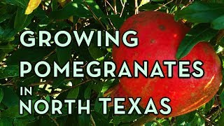 Pomegranate Tree Growing in North Texas – Facts You Should Know [upl. by Niltag]