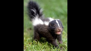 If You Live Near a Skunk Heres What You Need To Know [upl. by Crista]