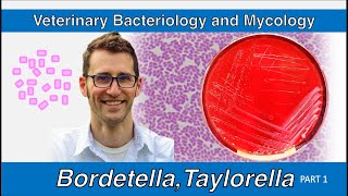 Bordetella and Taylorella Part 1  Veterinary Bacteriology and Mycology [upl. by Hamon938]