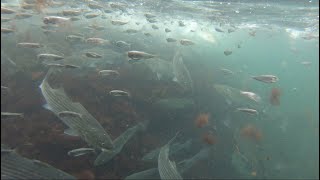 Incredible Underwater Fishing Footage  Striped Bass Feeding Frenzy [upl. by Copp803]