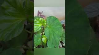 Begonia plants for sale  9497627289 achusgarden begonias shorts youtubeshorts [upl. by Krusche278]