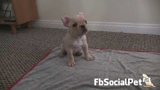 Bulldog francese fbsocialpet [upl. by Ased]