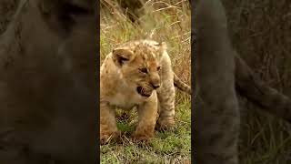 Leopard stalking baby lion [upl. by Elpmid]