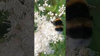 BEES on Meadowsweet nature insects bees entomology beekeeping [upl. by Eidna]