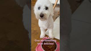 Dog maltipoo mochi complaining about lunch music play happy pets dog lunch amazing lucky [upl. by Aivax]