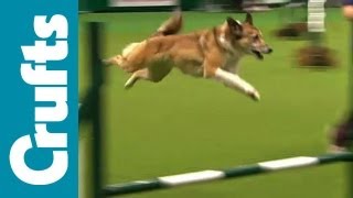 Agility  Team  Medium  Semi Finals  Crufts 2012 [upl. by Reldnahc]