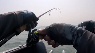 Lake Erie Perch Nice Double [upl. by Faludi262]