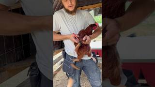 PART TWO How to clip chickens wings chickenshorts [upl. by Kay]