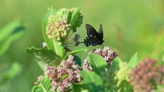 Pipevine Swallowtail [upl. by Tallie]