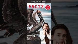 🦅 Discover 5 amazing facts about the brown pelican shorts facts pelicans [upl. by Alemac834]