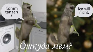 ИХ ВИЛЬ НИХТ — ОТКУДА МЕМ [upl. by Cirilo]