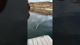 On the fly rod fishing shorts viralvideo flyfishing trout utah fyp fishing outdoors [upl. by Corella]