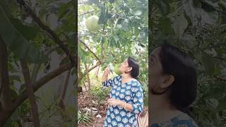 കമണ്ഡലു Kamandalufruit Calabashtree shortsvideo RajiSMenon [upl. by Nossah132]