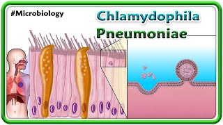 Chlamydophila Pneumoniae Animation  Microbiology USMLE Step 1 [upl. by Agate]