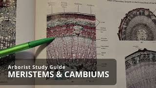 Meristems amp cambiums  Tree Biology [upl. by Trust]