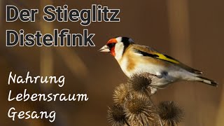 Stieglitz  Gesang  Distelfink  Goldfinch  Carduelis carduelis [upl. by Narbig]