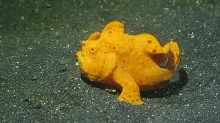 Walking Frogfish in Lembeh Strait Indonesia [upl. by Werby]