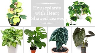 Houseplants with Heart Shaped Leaves  Heart leaf plants  Low Light Heart Leaf Indoor Plants [upl. by Beitz754]