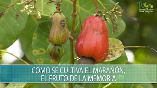 Como se cultiva el Marañon el fruto de la memoria  TvAgro por Juan Gonzalo Angel Restrepo [upl. by Yenruogis701]