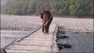 🐘 Elephant over wooden BridgeLakme fashion show with elephantelephantHathi Mera sathiforest 🧬 [upl. by Yart]