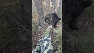 He’s just a curious little guy 😁 bear outdoors hunting camoflage woods blackbear wildlife [upl. by Adnahs675]