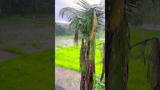 Kerala Main Ho raha Hai Barish  barish shorts ￼ [upl. by Jeffcott]