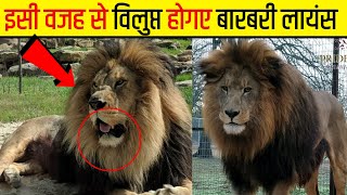 बारबरी लायंस के साथ अचानक से क्या होगया   How Barbary Lions Extinct [upl. by Nitsrik]