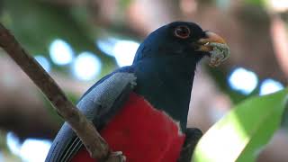 Blacktailed Trogon caught something Trogon melanurus [upl. by Cedell]