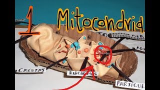 Mitocondria 1 estructura [upl. by Leary977]