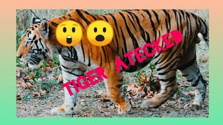 😲 TIGER ATECKED full video entertenment video animal lover video abhay turist of world [upl. by Herv]