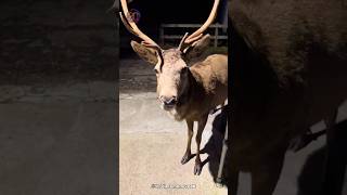 This Lady Befriended a Deer and Now Has a Whole Herd [upl. by Yniffit]