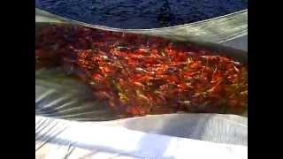 Spring Harvest Ogata Koi Farm Japan  Netting Ponds [upl. by Ellehs153]