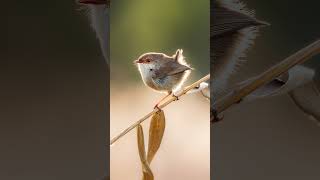 ❤️ Superb Fairy Wrens  Australias Favourite Bird birds birdphotography [upl. by Drhcir]